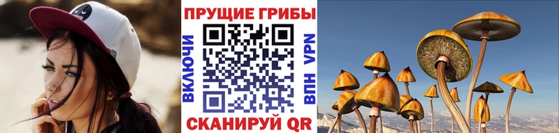 Галлюциногенные грибы Psilocybine cubensis  Мурманск 